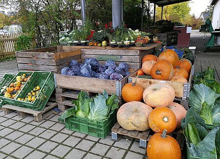 Ingolstädter Bauernmarkt Auf einem Steinpflaster stehen drei große Holzkisten, eine gefüllt mit Kürbissen, daneben Blaukrautköpfe und wieder großen orange Kürbisse. Davor, z. Teil angelehnt befinden sich kleine grüne Kisten mit Zierkürbissen und grünem Spitzkohl. Im Hintergrund in Brusthöhe befinden sich verschiedene Pflanzen in Blumentöpfen und Kohlrabi.