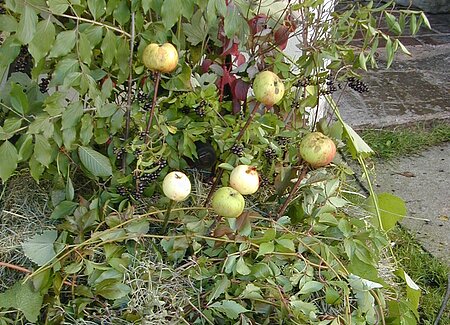 Rosis Obstgarten_Dekoration