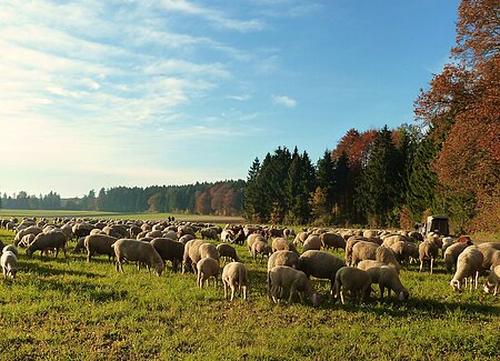 Schafe auf Weide
