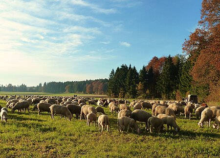 Schäferei Eichhorn_Schafe