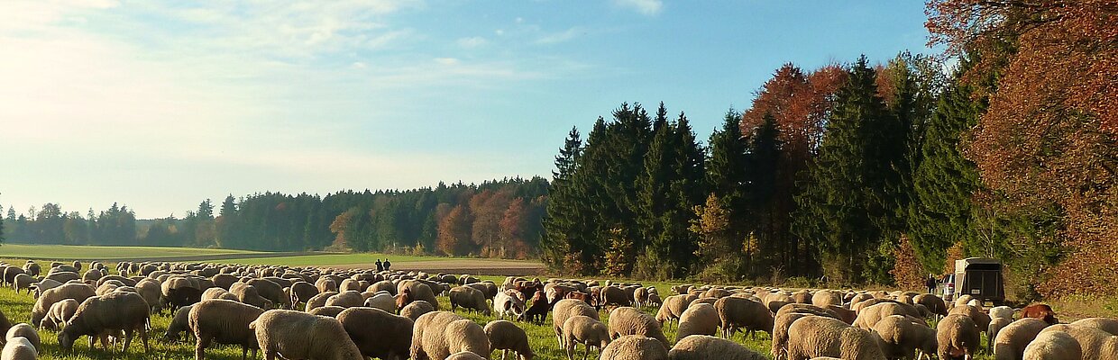 Schäferei Eichhorn_Schafe