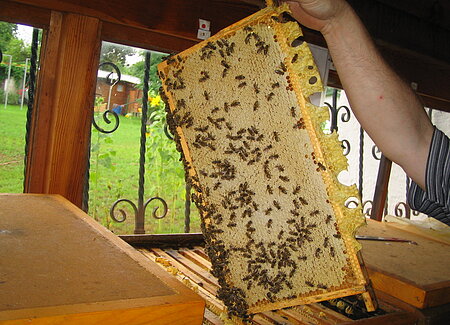 Imkerei Kaufmann_Bienenwabe