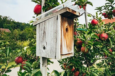 Canisius_Vogelhaus mit Apfelbaum