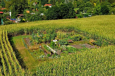Von oben, Gemüsebeet in einem grünem Maisfeld. Dahinter der Ortsrand mit blauem Himmel.