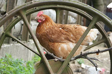 Biohof-Mayer-Hühner Zwei braune Hühner stehen auf einem alten Wagenrad vor einer Holzwand.