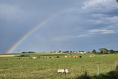 Eine grüne Wiese mit grasenden Kühen, darüber ein Regenbogen am Himmel. Im Hintergrund sind Häuser zu sehen.