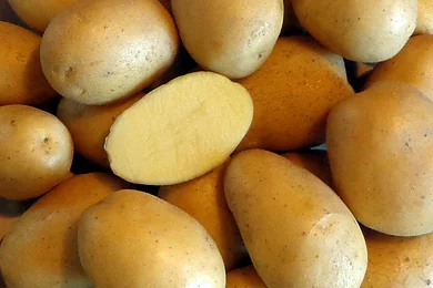 Mehrere gelbe Kartoffeln, eine davon aufgeschnitten.