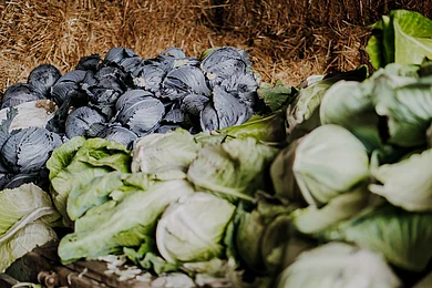 Mehrere grüne und violette Kohlköpfe liegen auf Stroh in einer Scheune.
