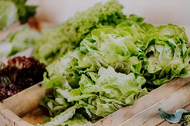 Mehrere grüne Salatköpfe liegen in einer Holzkiste, unscharfer Hintergrund mit weiteren Salatköpfen.