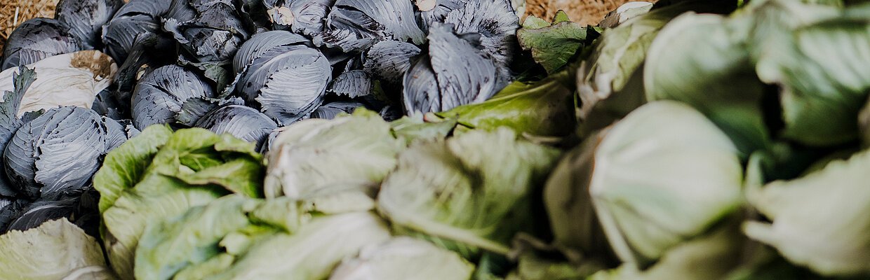 Mehrere grüne und violette Kohlköpfe liegen auf Stroh in einer Scheune.