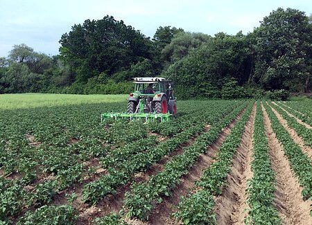 Ein gepflügtes Feld in dem in Bahnen auf dem grüne Kartoffelpflanzen sichtbar sind. im Hintergrund ein grüner Traktor, Bäume und hellblauer Himmel.
