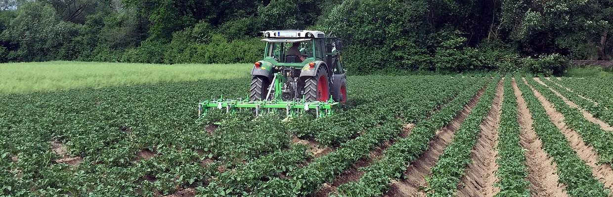 Ein gepflügtes Feld in dem in Bahnen auf dem grüne Kartoffelpflanzen sichtbar sind. im Hintergrund ein grüner Traktor, Bäume und hellblauer Himmel.
