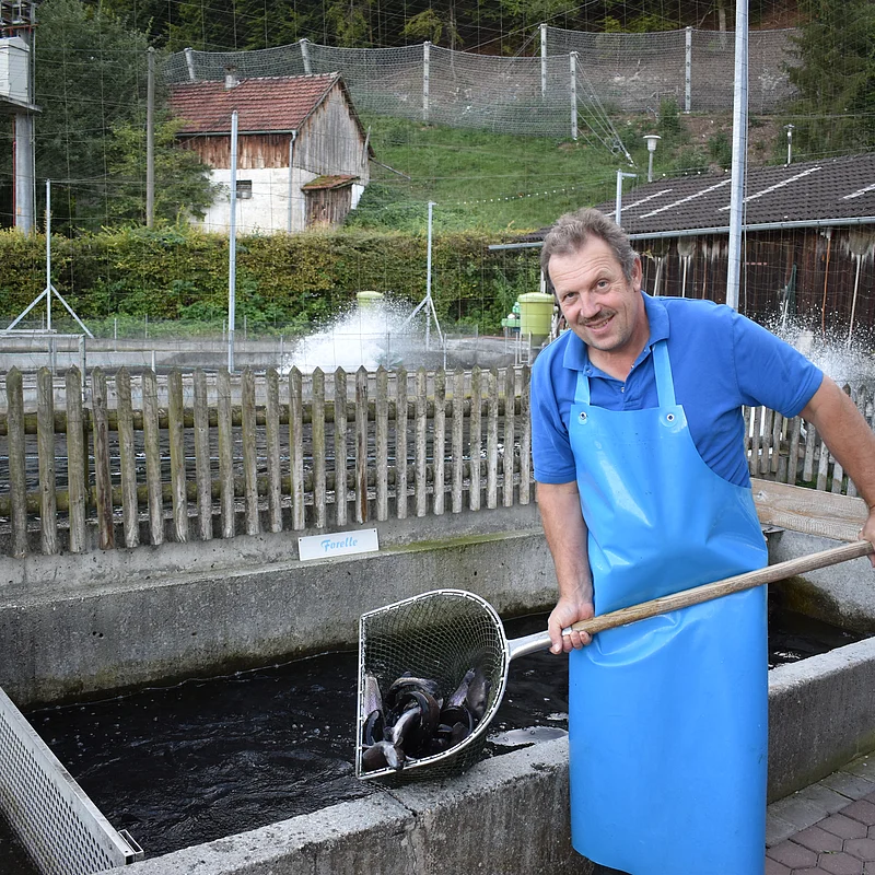 Forellenzucht Lang_Frischer Fisch Fisch wird aus dem Wasser gehoben