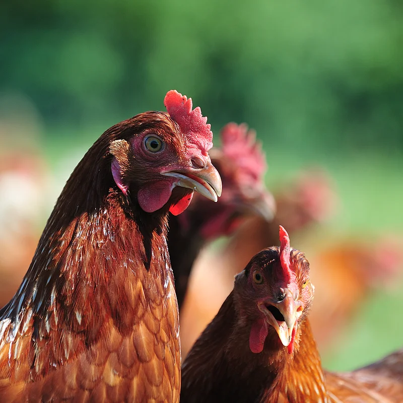 Bild Biberger_Huhn Hühner in Großaufnahme