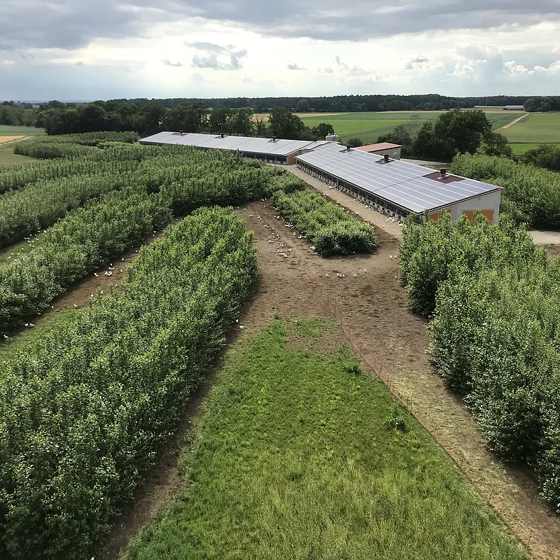 Gemüsefeld mit Stallgebäuden