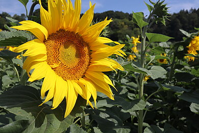 Hiermeier_Sonnenblume