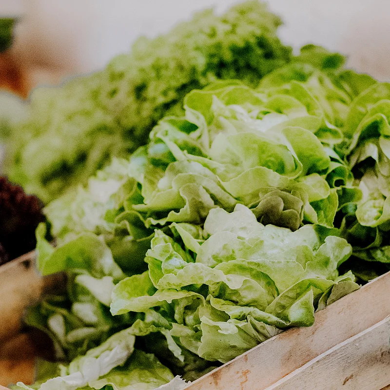 Gemüsehof Humbold Salate Mehrere grüne Salatköpfe liegen in einer Holzkiste, unscharfer Hintergrund mit weiteren Salatköpfen.