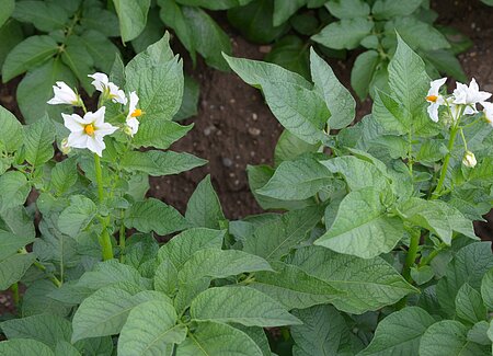 OberbauerHof_Liepold_Kartoffelpflanzen